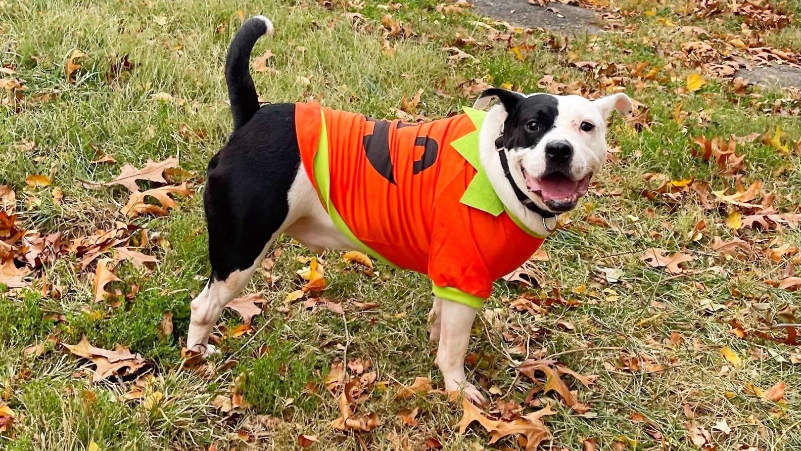 Cool Things to Do Halloweekend